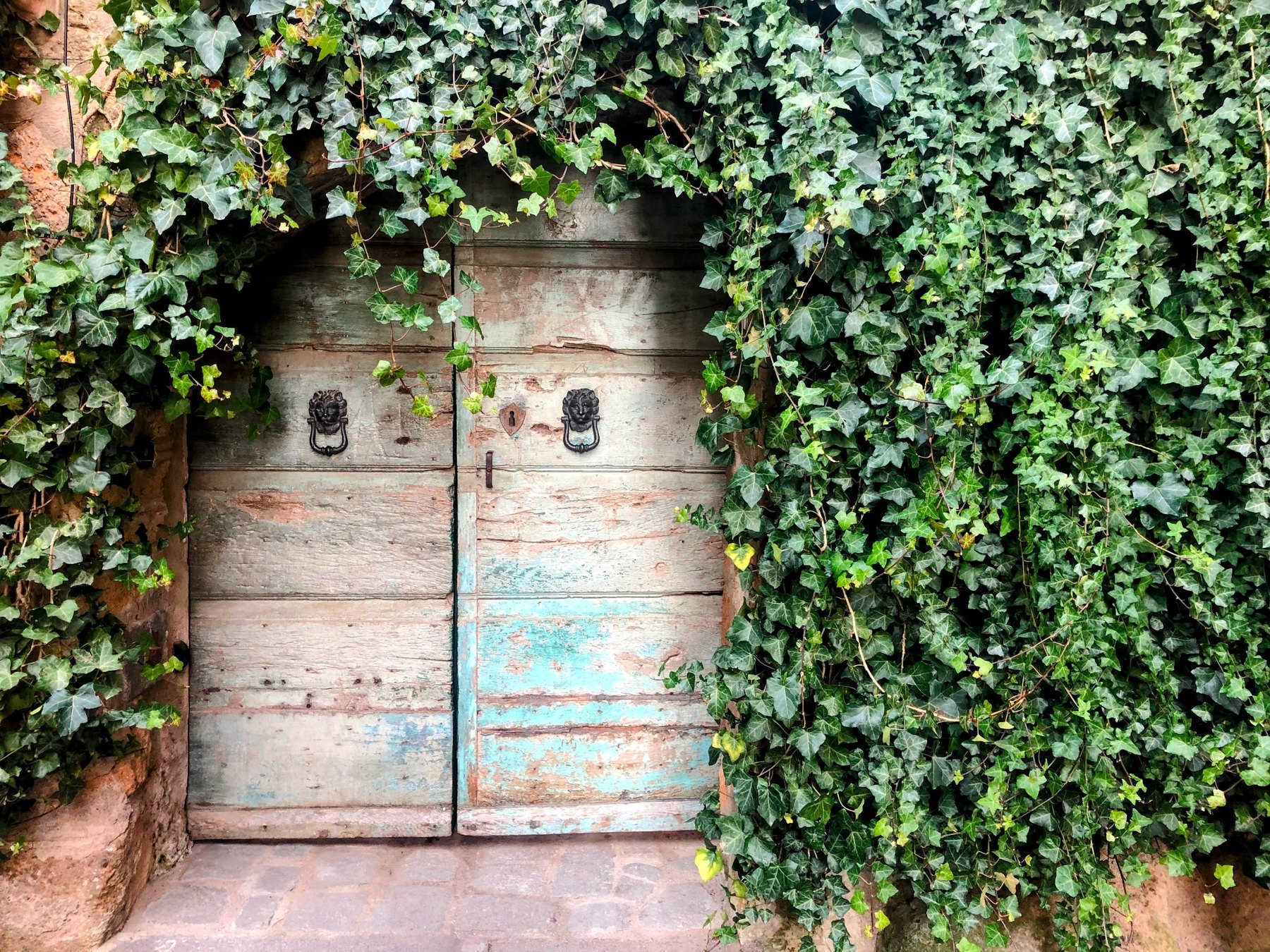 Weathered wooden door wrapped in ivy